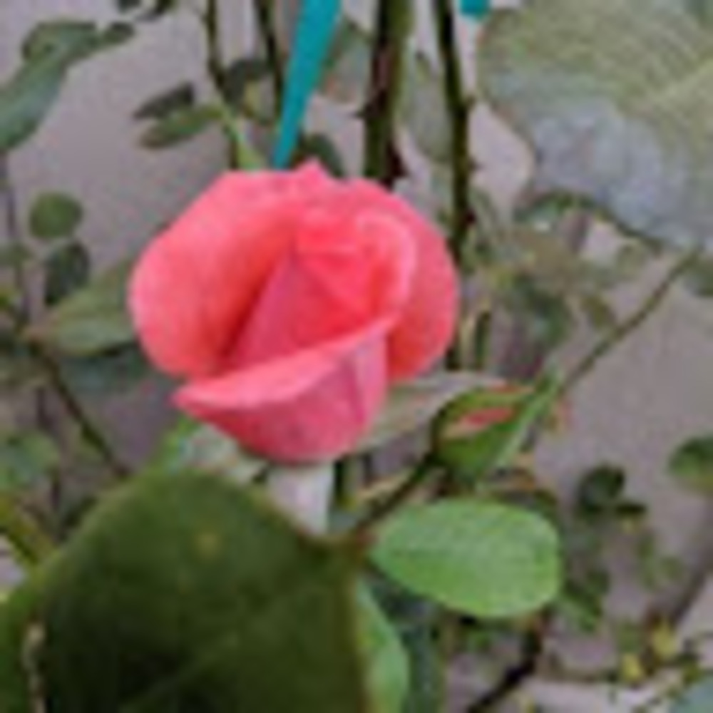 Meet your Posher, Irina